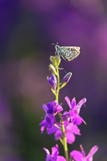 Invertebrate Prints: Yellow-banded skipper (Pyrgus sidae) with worn yellow bands