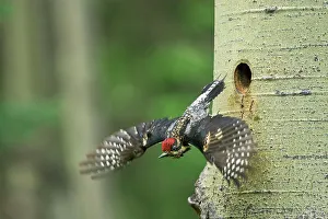 Yellow-bellied sapsucker (Sphyrapicus varius) leaving nest in mature trembling aspen tree (Populus tremuloides). Banff National Park, Alberta, Canada