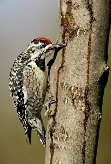 Suburban Prints: Yellow-bellied Sapsucker (Sphyrapicus varius) Female feeding at sap wells and drips in a maple tree