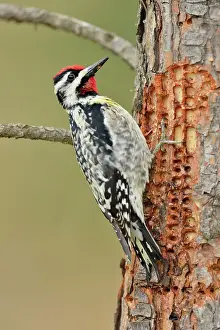 Barn Prints: Yellow-bellied Sapsucker (Sphyrapicus varius) Male