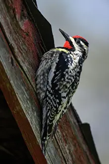 Perching Prints: Yellow-bellied sapsucker (Sphyrapicus varius) Male drumming on shed