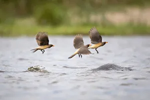 Yellow Billed Oxpeckers, Moremi Game Reserve, Okavango Delta, Botswana