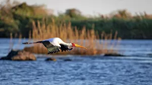 Images Dated 16th September 2022: Yellow billed stork, Chobe River, Botswana