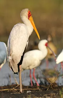 Yellow-billed Stork, Mycteria ibis, Chobe National park near town of Kasane, Botswana