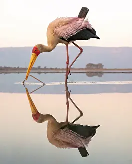 Natal Prints: Yellow billed stork and its reflection in a lagoon Zimanga Private Game Reserve