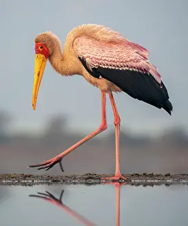 Natal Prints: Yellow billed stork and its reflection in a lagoon Zimanga Private Game Reserve