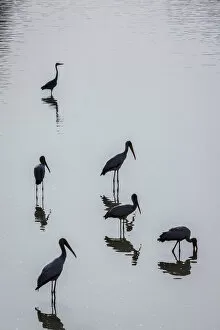 Yellow-billed storks and Grey heron silhouetted in Wafwa Lagoon, South Luangwa National Park, Zambia