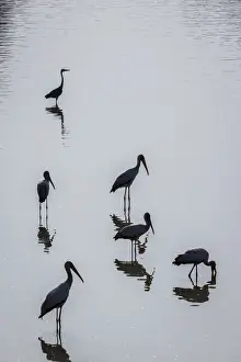 Stork Prints: Yellow-billed storks and Grey heron silhouetted in Wafwa Lagoon
