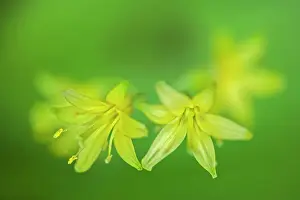 Blossoms Prints: Yellow blue-bead lily (Clintonia borealis) blossoms, Ontario, Canada