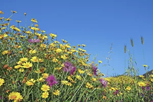 Yellow chamomile with knapweed - Italy, Sardinia, Olbia-Tempio, Olbia, north of