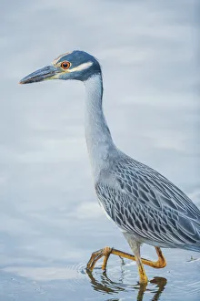 Images Dated 25th May 2021: Yellow-crowned Night Heron (Nyctanassa violacea) looking for food, Sanibel Island, J.N