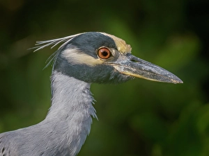 Heron Prints: Yellow-crowned Night Heron (Nyctanassa violacea)