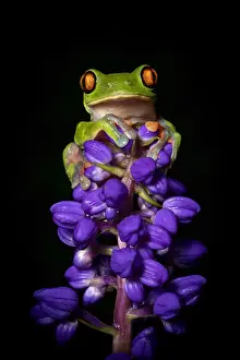 Nocturnal Prints: Yellow-eyed or Blue sided Leaf Frog (Agalychnis annae), San Jose, Costa Rica