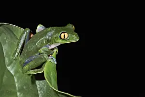 Nocturnal Prints: Yellow-eyed leaf frog (agalychnis annae) Costa Rica