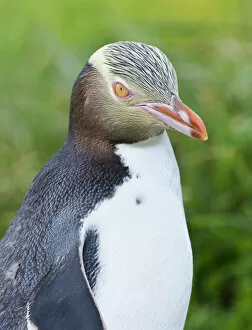 Images Dated 11th July 2013: Yellow-eyed Penguin (Megadyptes antipodes), Dunedin, Otago Peninsula, South Island