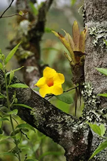 Images Dated 28th June 2012: Yellow flower on tree, Terradentro, Colombia, South America