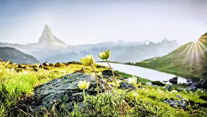 International Landmark Prints: Yellow flowers in bloom at Stellisee lake lit by sun rays at sunset with Matterhorn on background