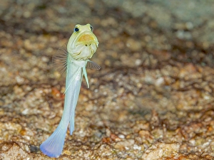 Tropical Fish Prints: Yellow-headed Jawfish (Opistognathus aurifrons)