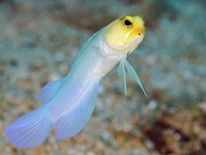 Tropical Fish Prints: Yellow-headed Jawfish (Opistognathus aurifrons)