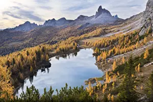 a yellow larch forest at Federa lake in autumn with Becco di Mezzoda on the background