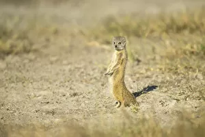 Watching Gallery: Yellow mongoose (Cynictis penicillata), Savuti, Chobe National Park, Botswana, Africa