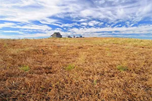 Agribusiness Gallery: Yellow peas and old homestead Kyle Saskatchewan, Canada