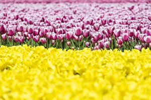 Detail of yellow and pink tulips in a multicolor tulips field (Lisse, South Holland Detail of yellow and pink tulips in a multicolor tulips field (Lisse, South Holland