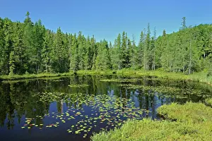 Yellow pond-lily, variegated pond-lily or bullhead pond-lily (Nuphar variegata) Latchford, Ontario, Canada