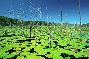 Whitefish Prints: Yellow pond-lily, variegated pond-lily or bullhead pond-lily (Nuphar variegata) Whitefish