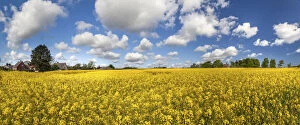 Panorama Gallery: Yellow rapeseed field and farmhouses in Melsted on Bornholm, Denmark