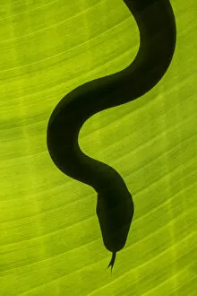 Images Dated 14th January 2021: Yellow rat snake (Elaphe obsoleta quadrivittata), South AFrica (Captive)