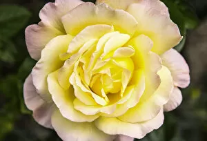 Images Dated 14th July 2021: Yellow rose, Ashford-in-the-Water, Derbyshire, England