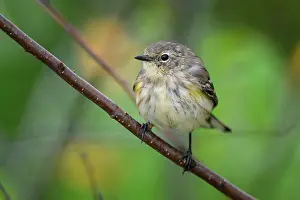 Close Ups Prints: Yellow-rumped warbler (Setophaga coronata)