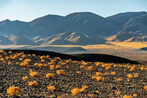 Shrubs Prints: Yellow shrubs in the volcanic landscape, El Penon, Puna, Catamarca, Argentina