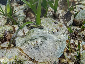 Yellow Stingray (Urobatis jamaicensis), Grand Cayman, Cayman Islands, British West Indies