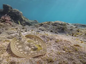 Chondrichthyes Prints: Yellow Stingray (Urobatis jamaicensis), Grand Cayman, Cayman Islands, British West Indies