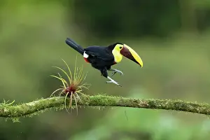 Jumping Prints: Yellow-throated Toucan or Chestnut-mandibled Toucan
(Ramphastos ambiguus swainsonii)