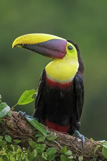 Ramphastos Ambiguus Prints: Yellow-throated Toucan (Ramphastos ambiguus)