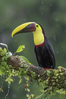Rain Forest Canopy Prints: Yellow-throated Toucan (Ramphastos ambiguus)