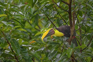 Rain Forest Canopy Prints: Yellow-throated Toucan (Ramphastos ambiguus)