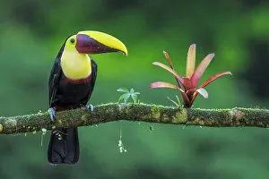 Yellow-throated Toucan (Ramphastos ambiguus), also known as the Chestnut-mandibled Toucan, Boca Tapada, Costa Rica
