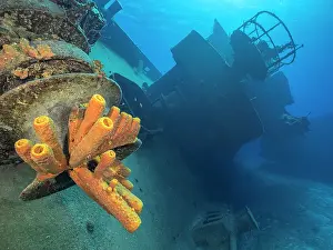 Marine Invertebrate Prints: Yellow Tube Sponge (Aplysina fistularis) on the USS Kittiwake