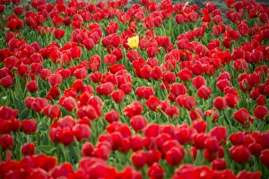 Abundance Prints: One yellow tulip in field of red tulips in spring, Lisse, South Holland, Netherlands