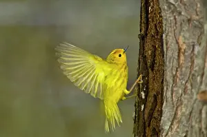 Yellow warbler (Dendroica petechia gundlach) Point Pelee National Park, Ontario, Canada