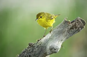 Ecuadorian Prints: Yellow Warbler, Isla Isabela, Galapagos Islands, Ecuador