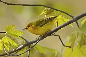 Yellow warbler (Setophaga petechia) in spring migration Point Pelee National Park, Ontario, Canada