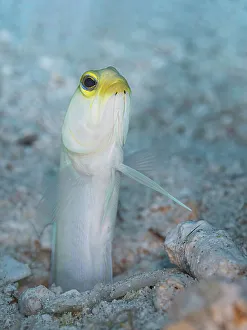 Seabed Prints: Yellowhead Jawfish (Opistognathus aurifrons)