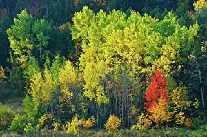 Manitoulin Island Prints: yellowing aspens stand watch over red maple Manitoulin Island, Ontario, Canada