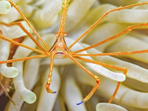 Invertebrate Prints: Yellowline Arrow Crab (Stenorhynchus seticornis)