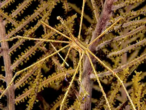 Invertebrate Prints: Yellowline Arrow Crab (Stenorhynchus seticornis) in sea plume